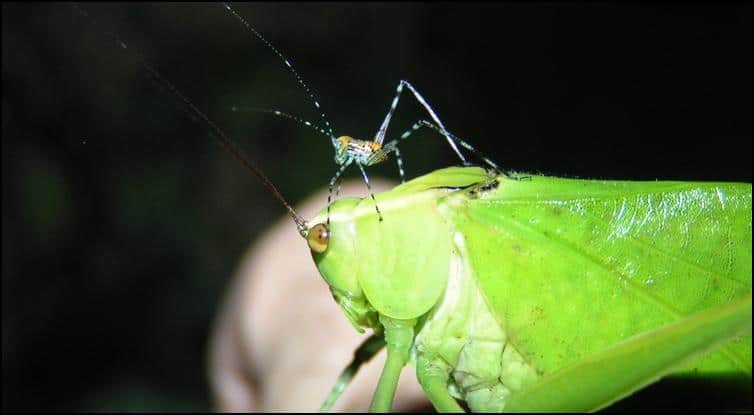Adult and nymph size difference of Giant Florida Katydids