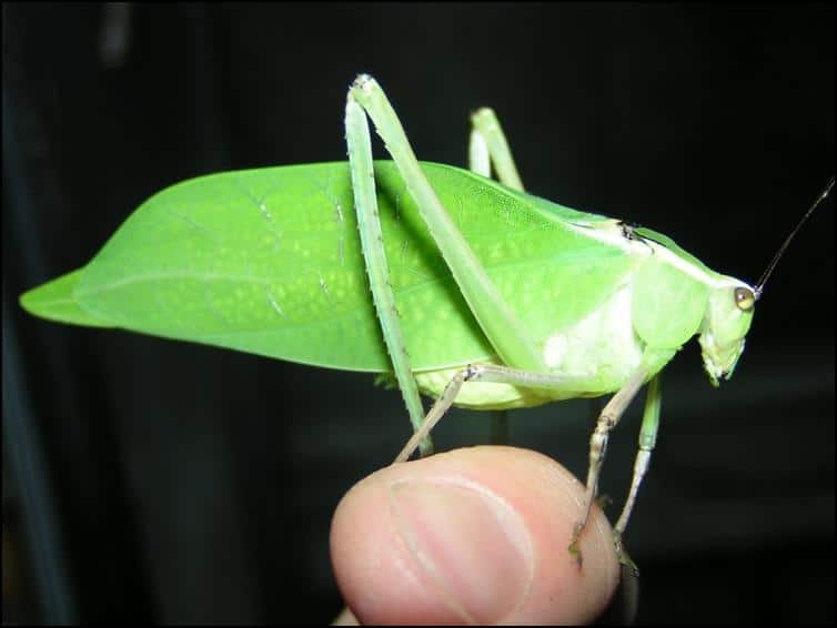 Male adult Giant Florida Katydid