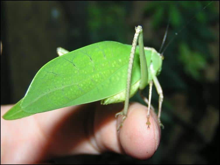 Male adult Giant Florida Katydid