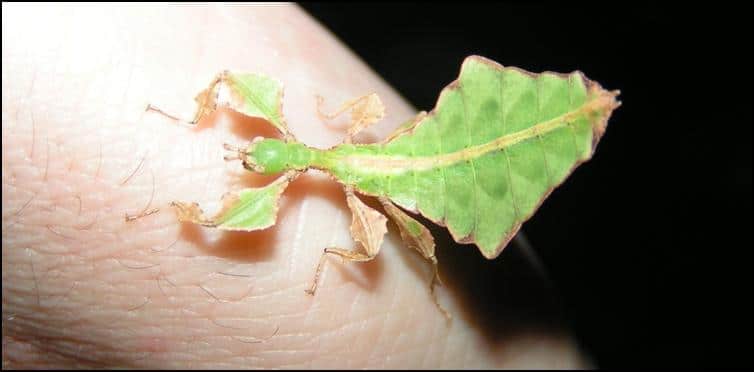 5-6 day old Giant Leaf Insect nymph