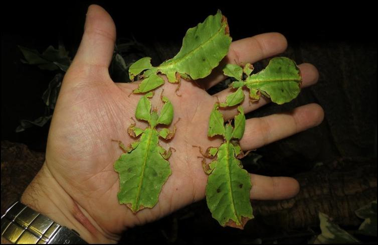 Older Giant Leaf Insect nymphs