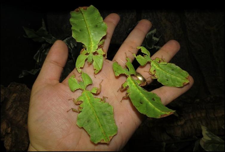 Giant Leaf Insects