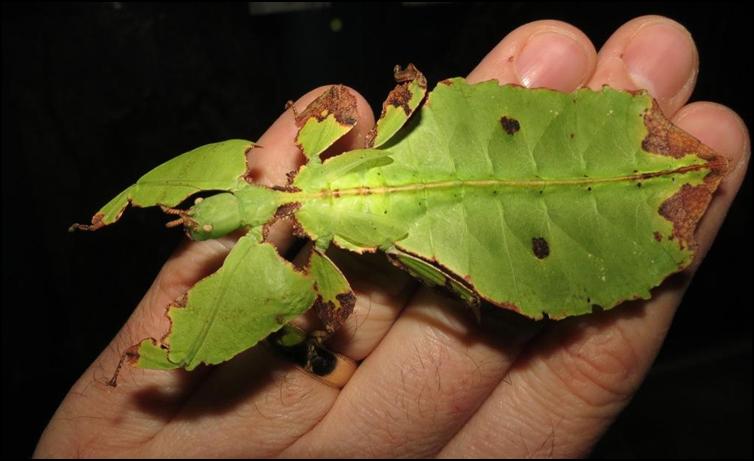 Subadult Leaf Insect