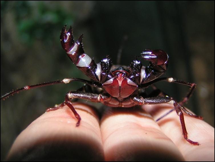 Giant Vinegaroon holding up it's pedipalps in the air