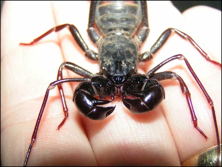 Large pedipalps of Giant Vinegaroon