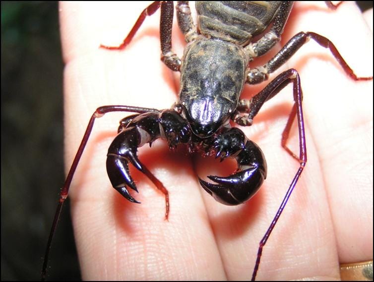 Large pedipalps of Giant Vinegaroon