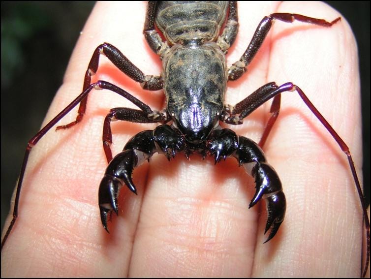 Large pedipalps of Giant Vinegaroon