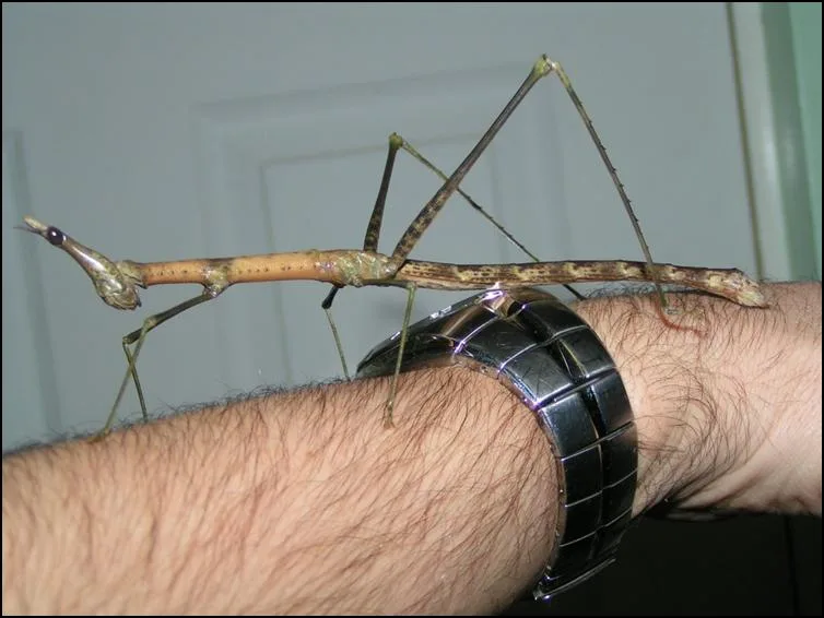 Horsehead Grasshopper walking down Jonathan's arm Horsehead Grasshopper walking down Jonathan's arm