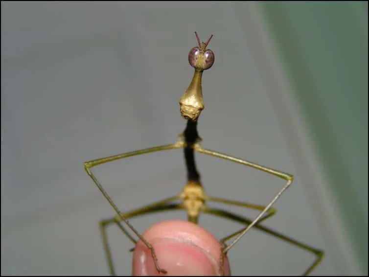 Horsehead Grasshopper Horsehead Grasshopper