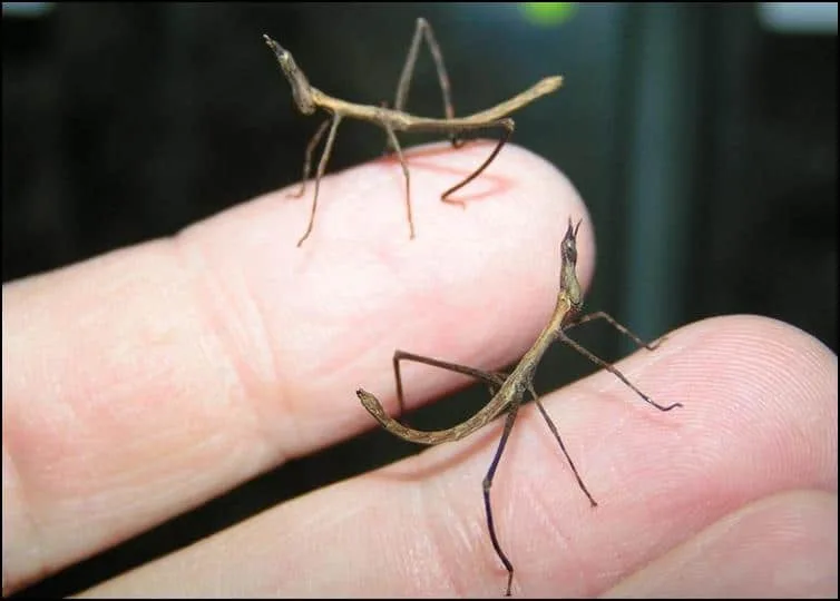 Horsehead Grasshopper nymphs Horsehead Grasshopper nymphs