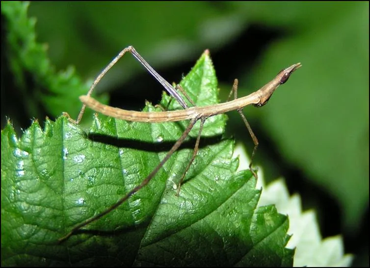 Horsehead Grasshopper nymphs Horsehead Grasshopper nymph