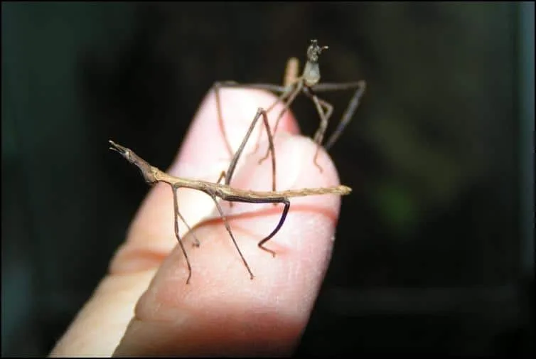 Horsehead Grasshopper nymphs Horsehead Grasshopper nymphs