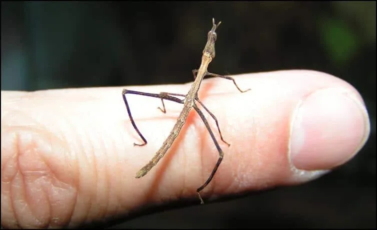 Horsehead Grasshopper nymph Horsehead Grasshopper nymph