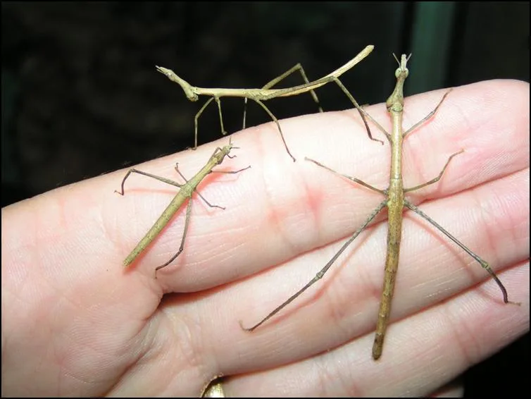 Size difference of Horsehead Grasshopper nymphs at different ages Size difference of Horsehead Grasshopper nymphs at different ages