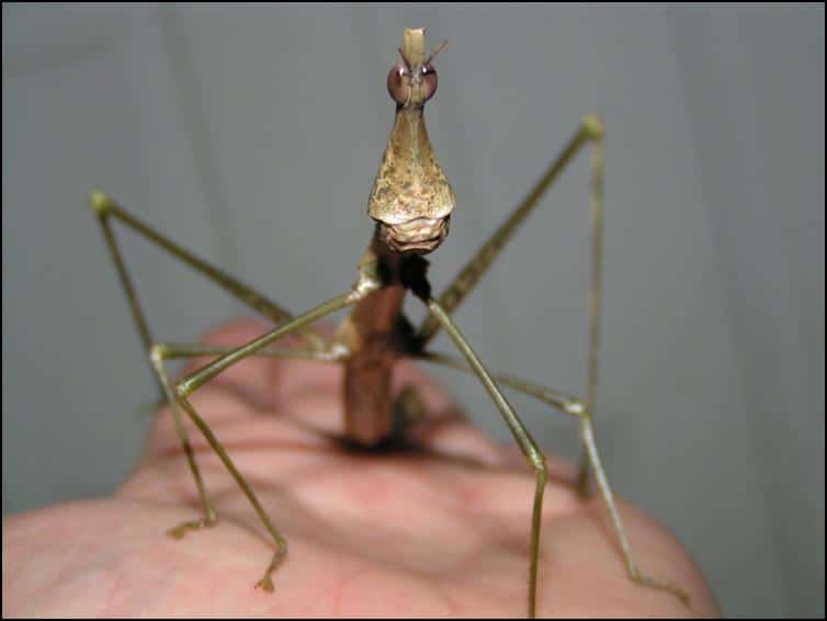 Adult female Horsehead Grasshopper