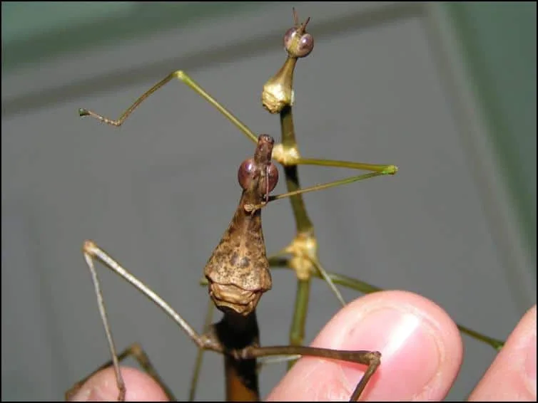 Male and Female Horsehead Grasshoppers Male and Female Horsehead Grasshoppers