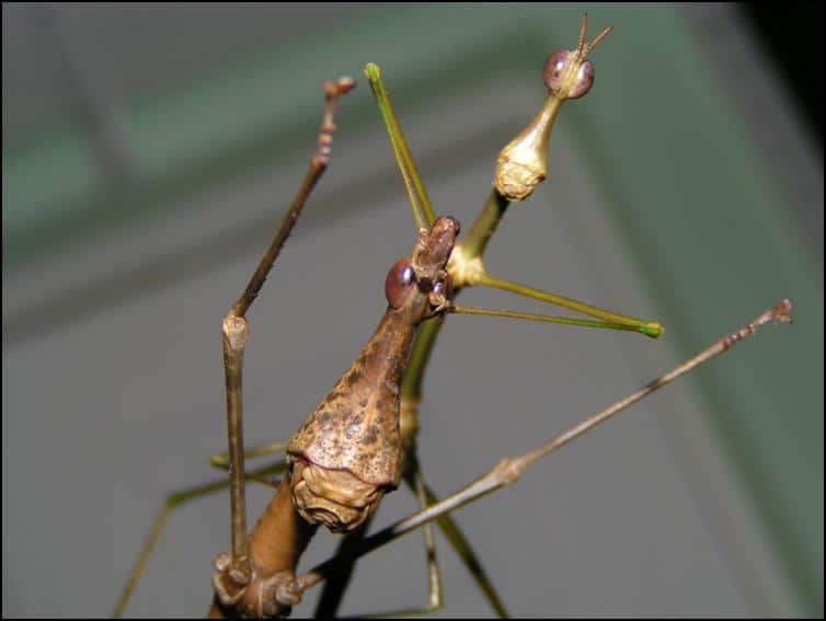 Male and Female Horsehead Grasshoppers