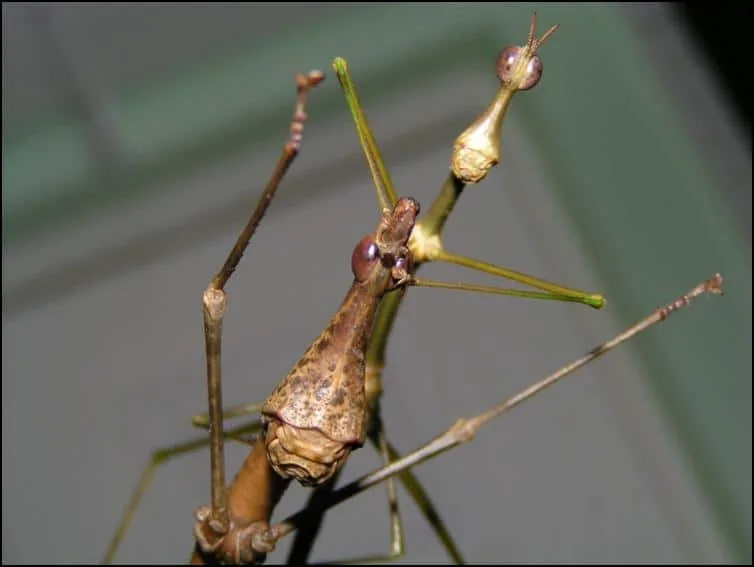 Male and Female Horsehead Grasshoppers Male and Female Horsehead Grasshoppers