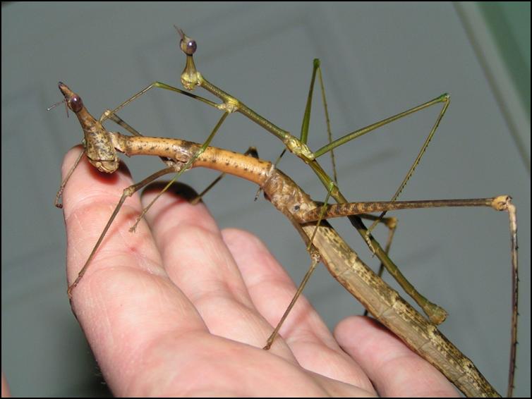 Size difference between Male and Female Horsehead Grasshoppers