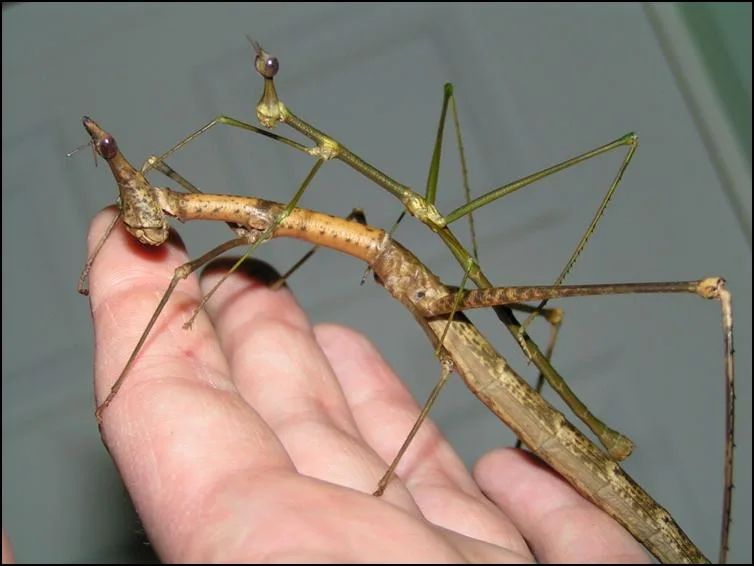 Size difference between Male and Female Horsehead Grasshoppers Size difference between Male and Female Horsehead Grasshoppers