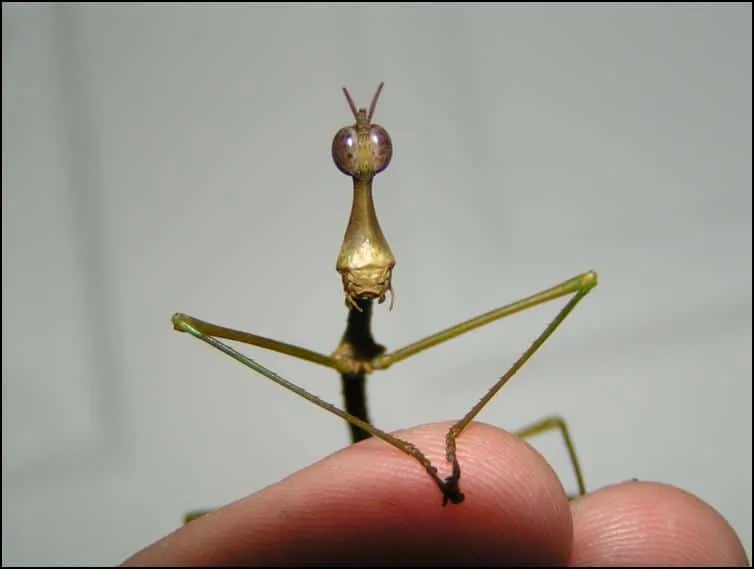 Close-up of head of Horsehead Grasshopper Close-up of head of Horsehead Grasshopper