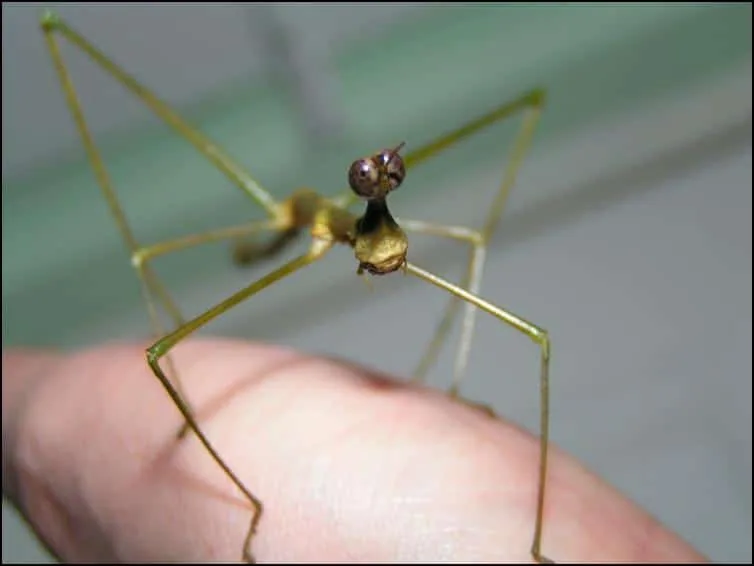 Horsehead Grasshopper Horsehead Grasshopper