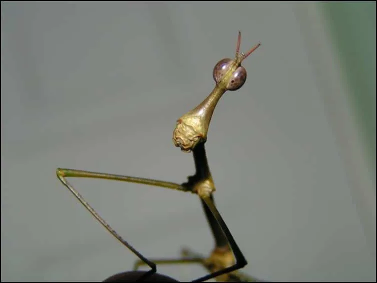 Horsehead Grasshopper Horsehead Grasshopper
