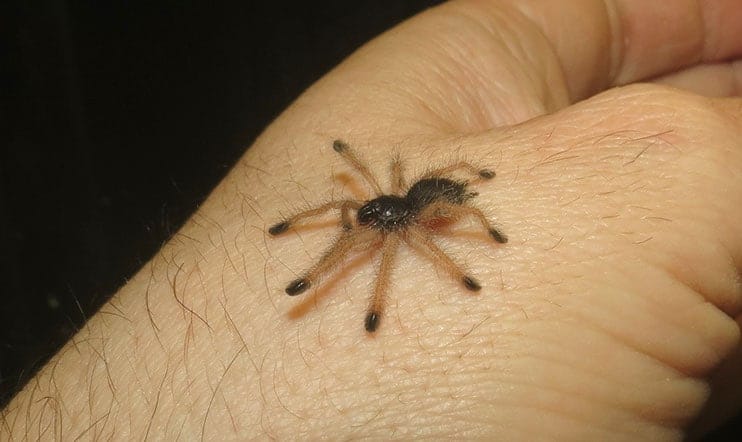 Juvenile Peruvian Pinktoe Tarantula