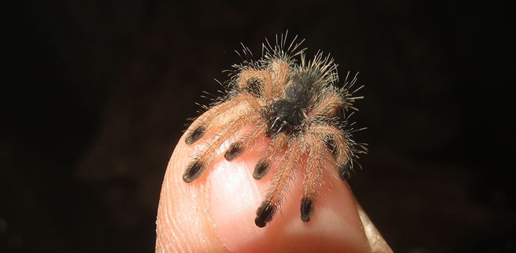 Juvenile Peruvian Pinktoe Tarantula