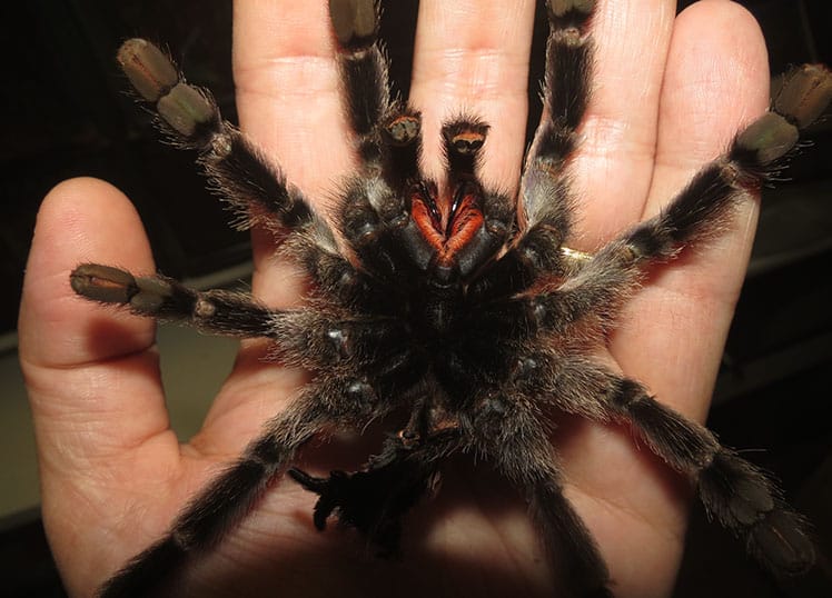 Peruvian Pinktoe Tarantula fangs