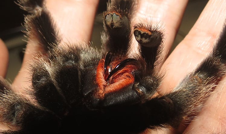 Peruvian Pinktoe Tarantula fangs