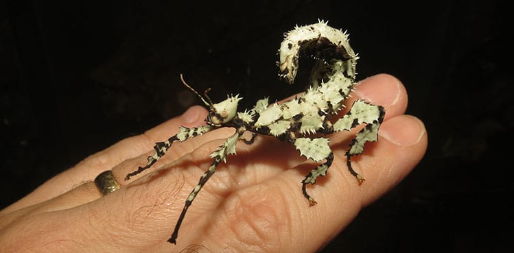 Giant Australian Prickly Stick Insects