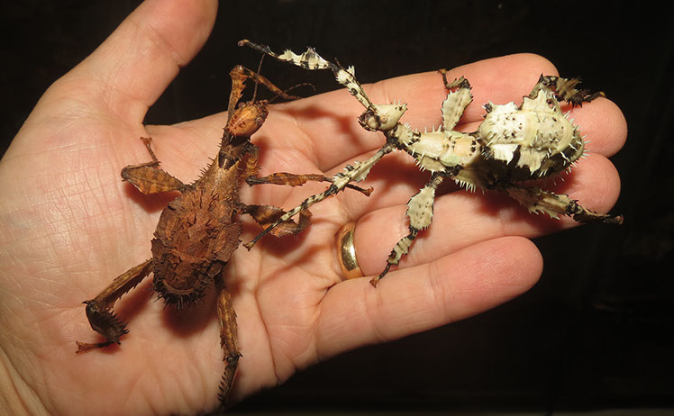 Lichen and brown forms of Giant Australian Prickly Stick Insect