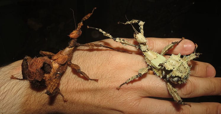 Lichen and brown forms of Giant Australian Prickly Stick Insect