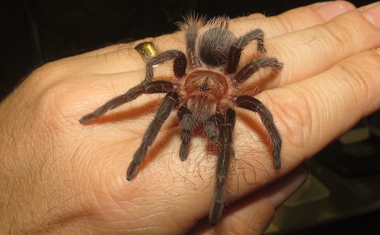 Honduran Curly Hair Tarantula - Jonathan's Jungle Roadshow