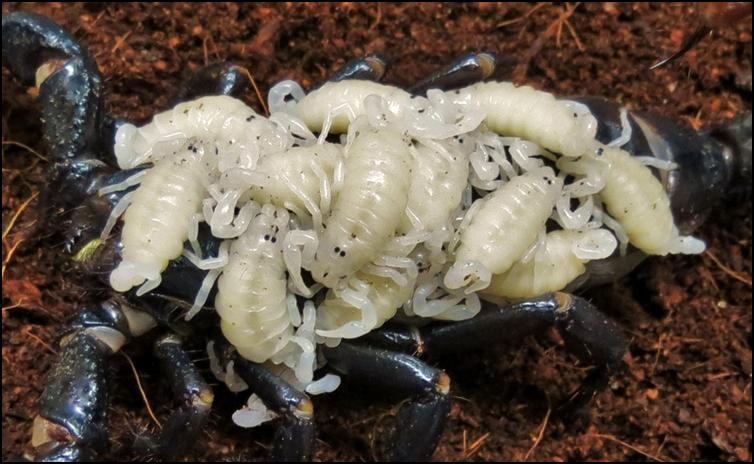 Close-up of Imperial Scorpion babies on the back of their mother