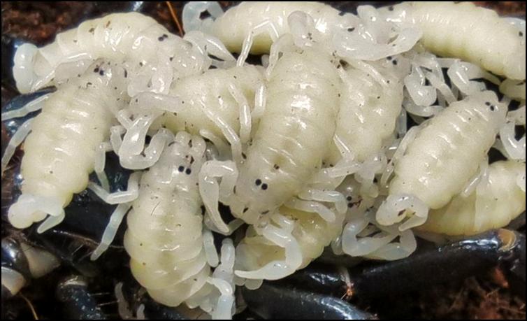 Close-up of Imperial Scorpion babies on the back of their mother