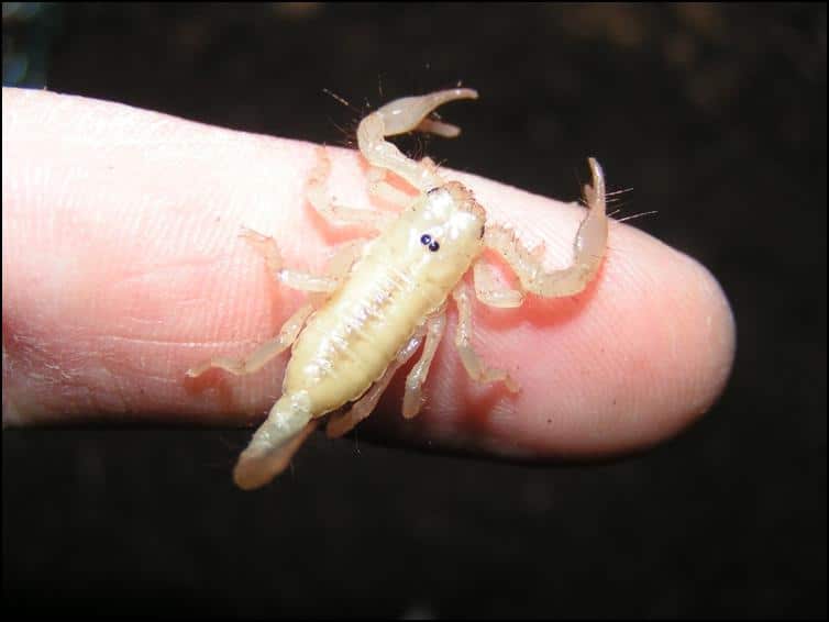 Baby Imperial Scorpion