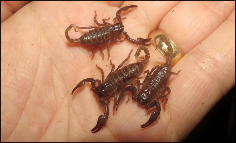 Imperial Scorpions