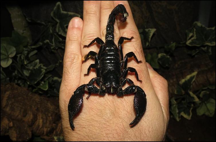 Imperial Scorpion