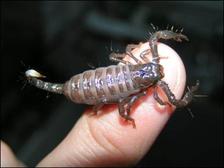Juvenile Imperial Scorpion