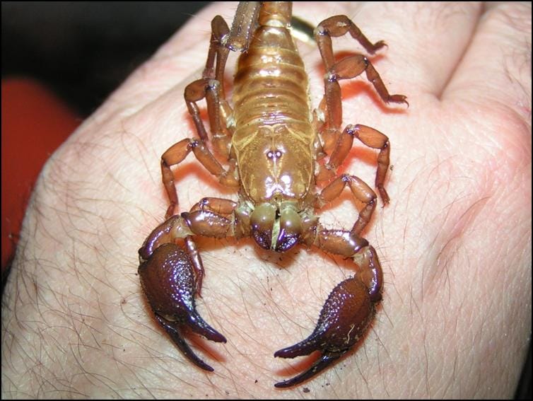 Imperial Scorpion moulted exoskeleton / exuviae