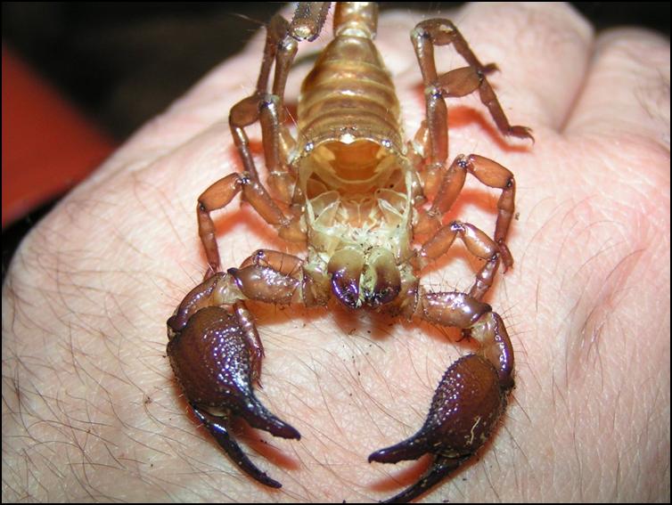 Imperial Scorpion moulted exoskeleton / exuviae with carapace flipped open