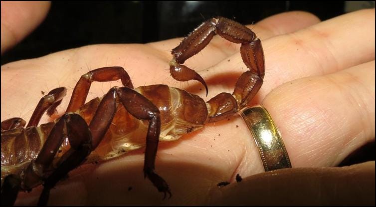 Sensory hairs on the tail of an exoskeleton of an Imperial Scorpion