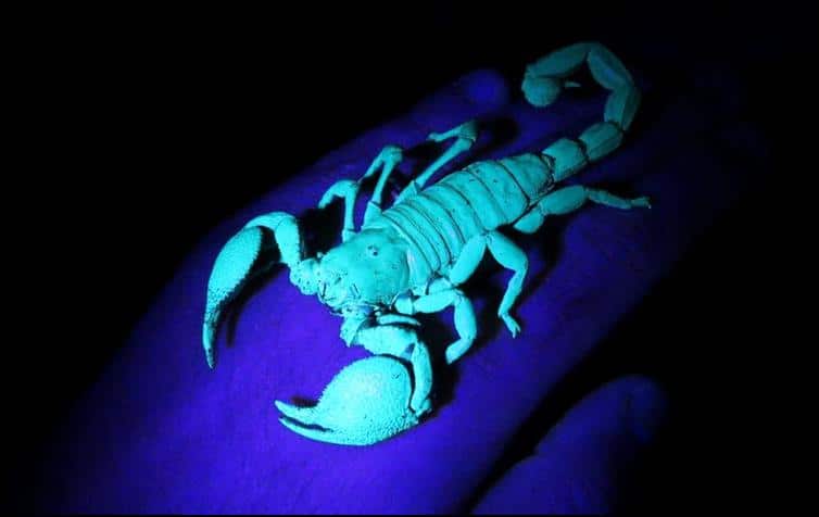 Imperial Scorpion flourescing under UV light 