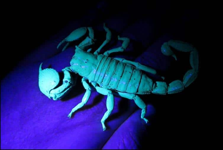 Imperial Scorpion flourescing under UV light 