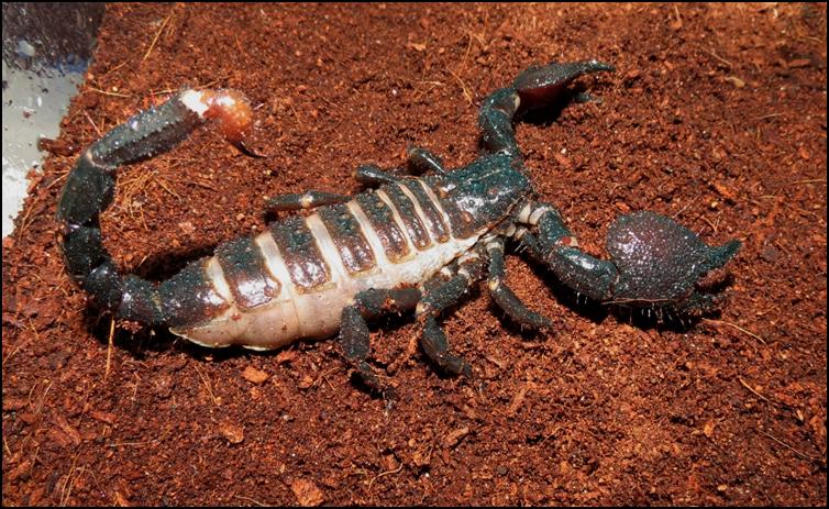 Swollen pregnant female Imperial Scorpion