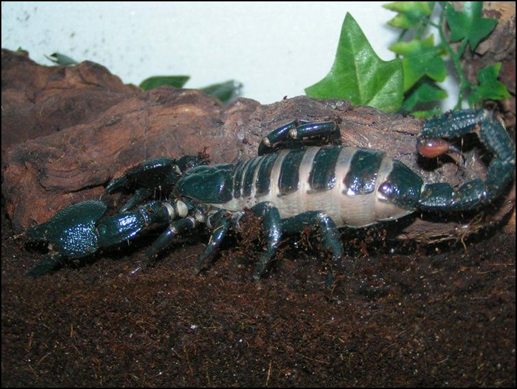 Swollen pregnant female Imperial Scorpion
