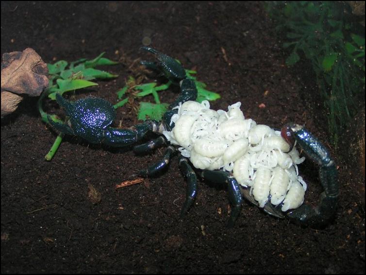 Female Imperial Scorpion carrying her babies on her back