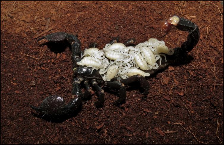 Female Imperial Scorpion carrying her babies on her back